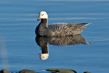 Emperor Geese